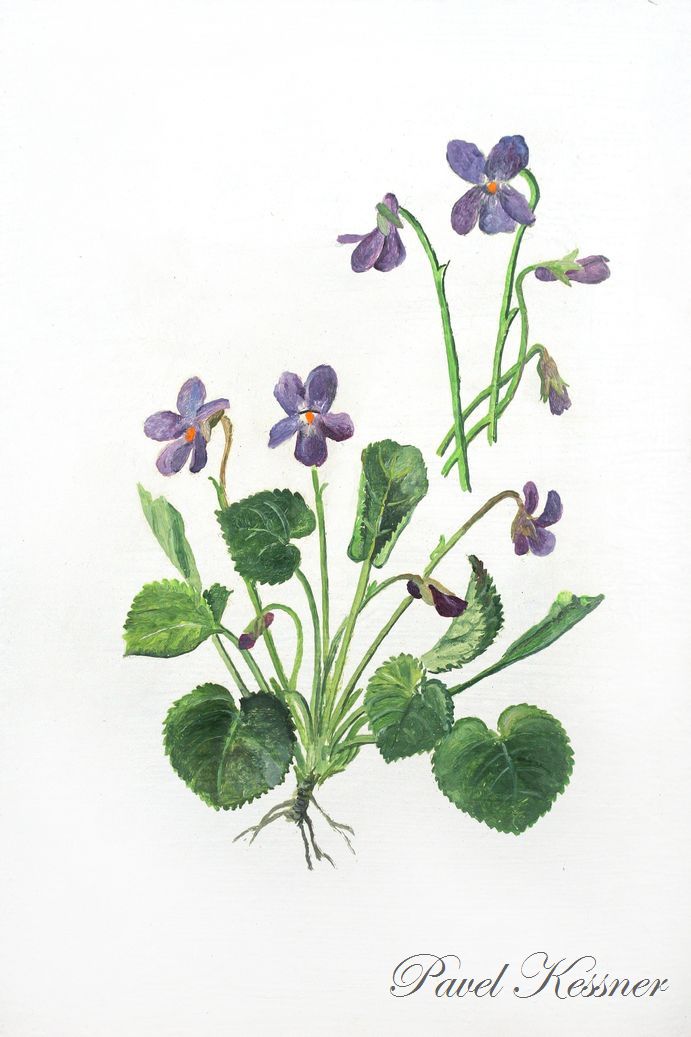 Violka (fialka) vonná