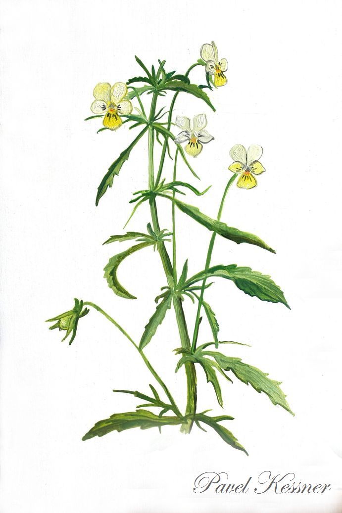 Violka (maceška) rolní