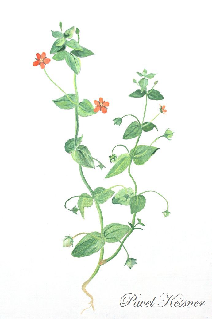 Drchnička rolní